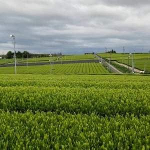 Kagoshiman luomu ruskea riisi tee 180 g Kagoshiman luomu ruskea riisi tee 180 g