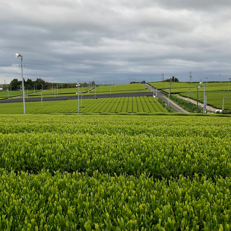 Kagoshiman luomu ruskea riisi tee 180 g Kagoshiman luomu ruskea riisi tee 180 g